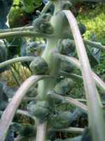 Brussel-sprouts