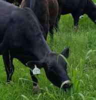 Cow_grass