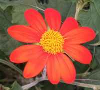 20230827_mexican-sunflowers
