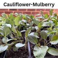 Caul-mulberry