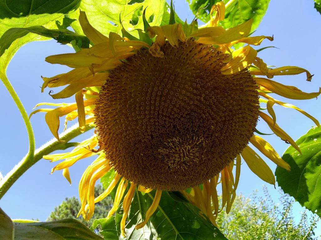 Img_20180823_103453625_hdr_sunflower_closeup