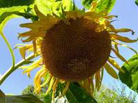 Img_20180823_103453625_hdr_sunflower_closeup