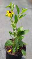 20220708_111132_rudbeckia_use