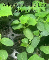 Arkansas_little_leaf_cucumber