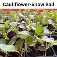 Caul-snow_ball