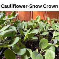 Caul.snow_crown