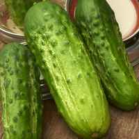 Boston_pickling_cucumber_fruit