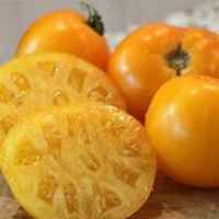 Lemon_boy_hybrid_tomato